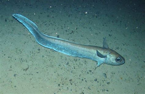 deep sea fish|Deep Sea Fish Facts: Profile, Traits, Range, Adaptations.
